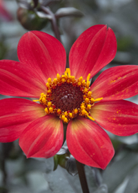 Dahlia Happy Single Flame